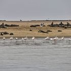 Walvis Bay Robbenbank