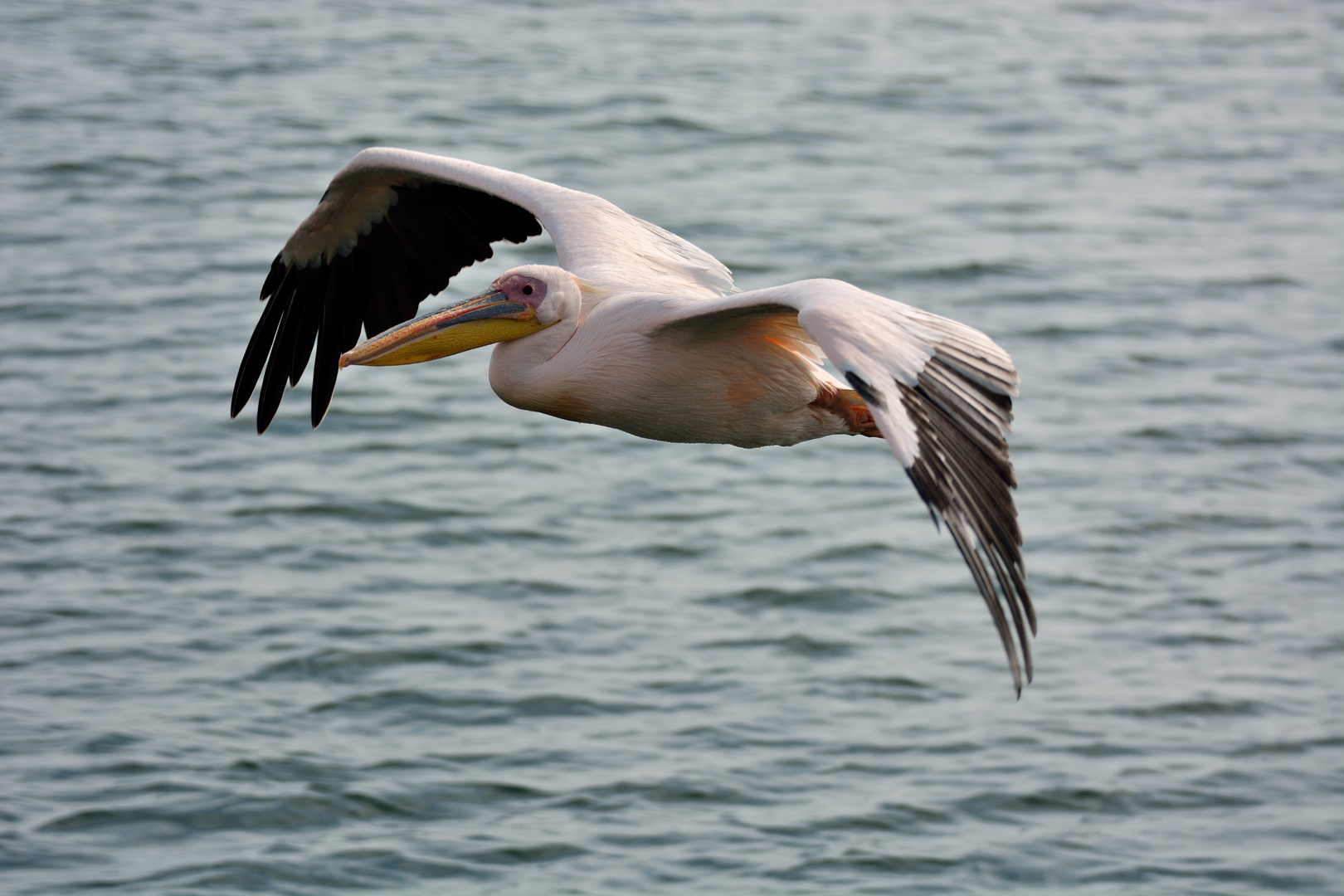 Walvis Bay Tour_Begleitung durch die Pelikane *