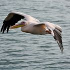 Walvis Bay Tour_Begleitung durch die Pelikane *