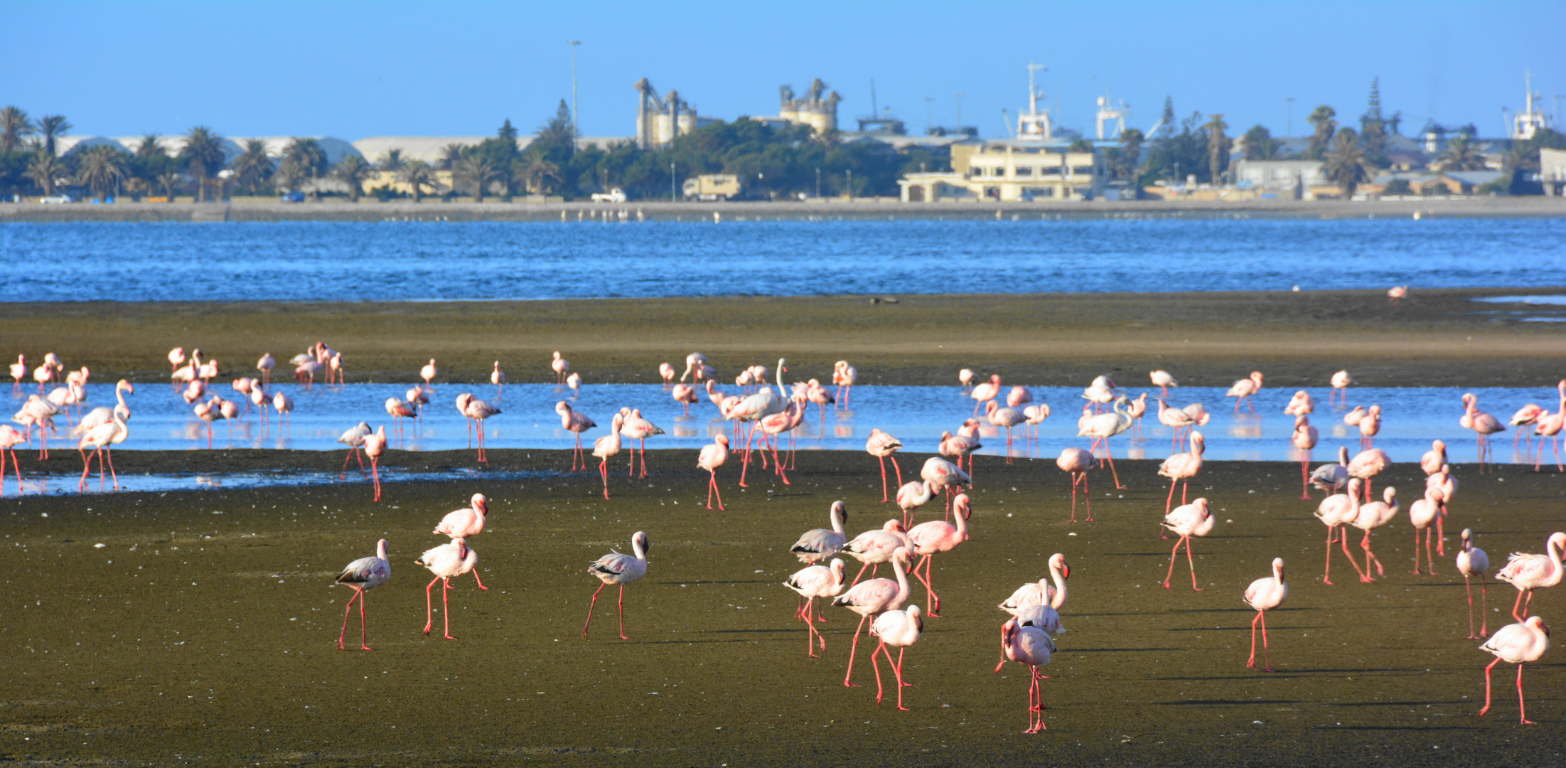 Walvisbay-die Stadt der Flamingos