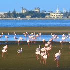 Walvisbay-die Stadt der Flamingos