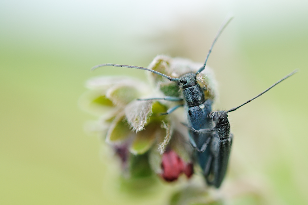 Walzenhalsbock (Phytoecia coerulescens )