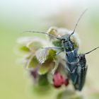 Walzenhalsbock (Phytoecia coerulescens )