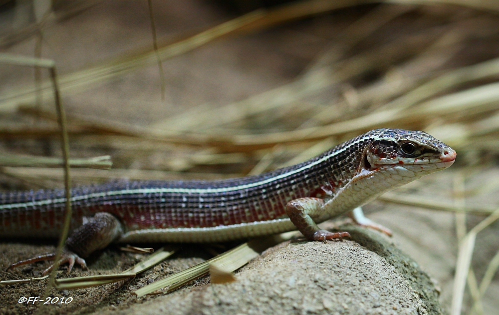 ... Walzenskink (2) ...