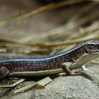 ... Walzenskink (2) ...