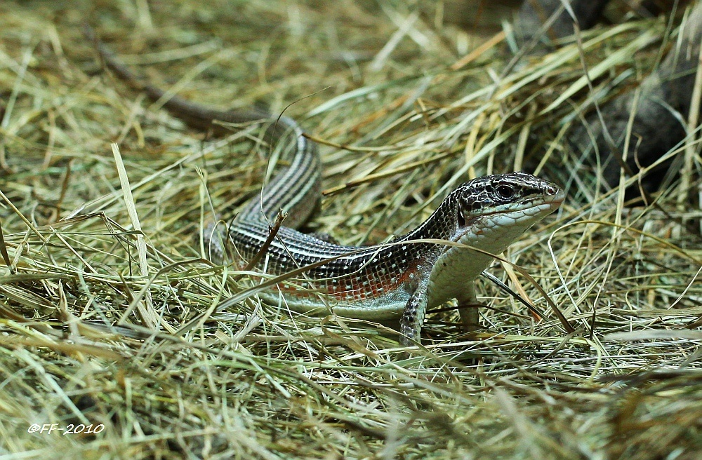 ... Walzenskink (3) ...