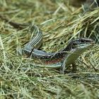 ... Walzenskink (3) ...