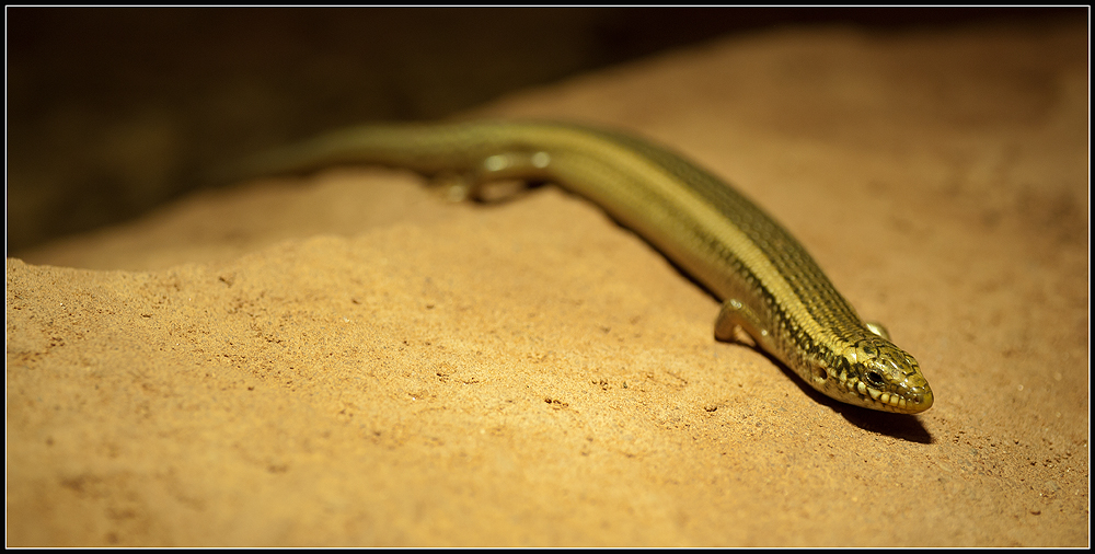 Walzenskink