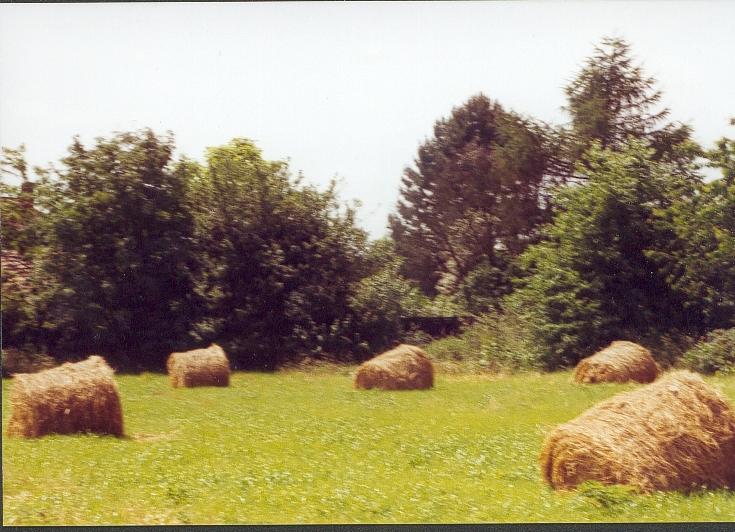 Walzentiere ... wie sie auch genannt werden...