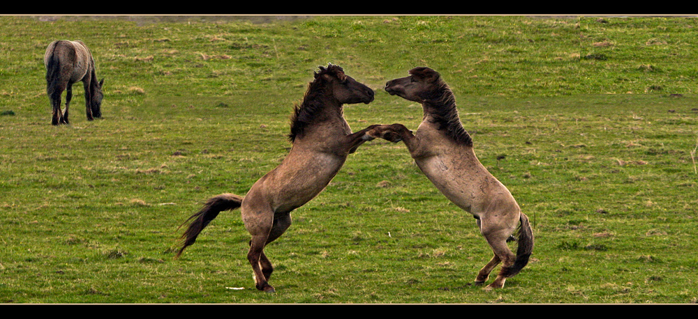 Walzer oder Tango?