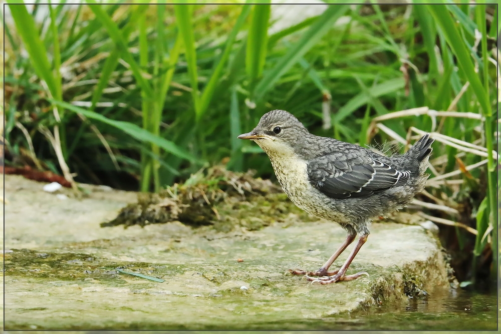 Wamsel-Serie 2: Jungvogel