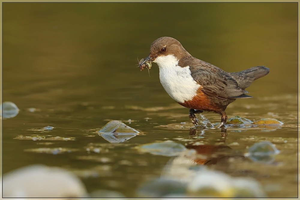 Wamsel-Serie: Futtersuche