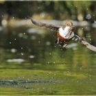 Wamsel-Serie: Rückflug zum Nest