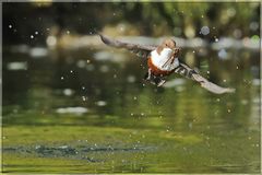 Wamsel-Serie: Rückflug zum Nest