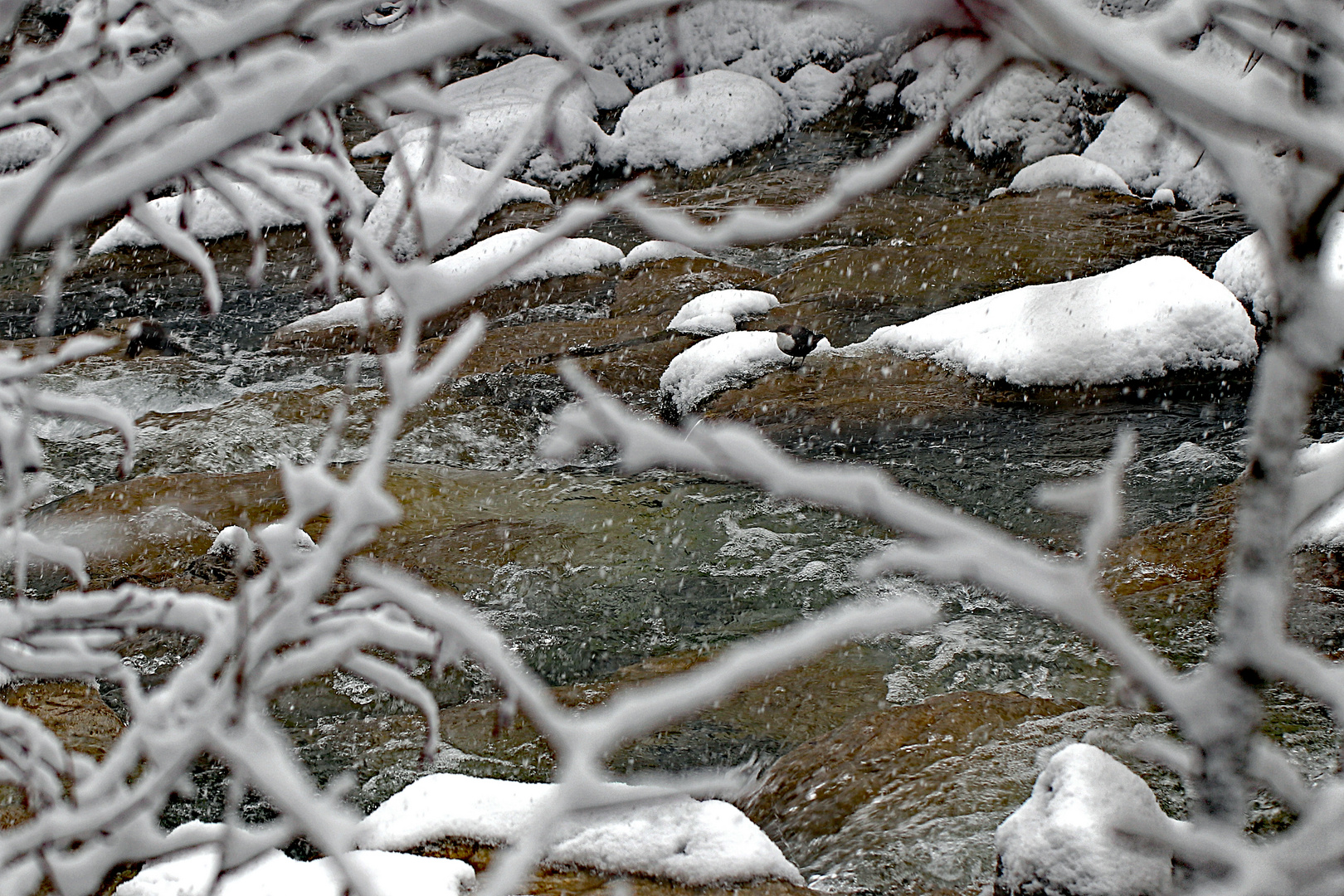 Wamsel trotzt Kälte und Schnee