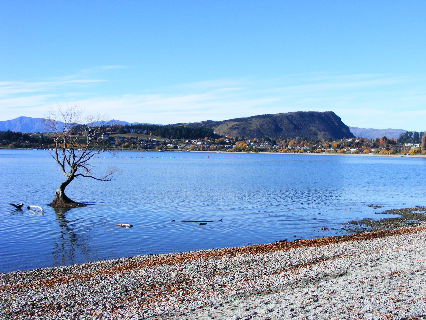 Wanaka-> the laketree