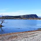 Wanaka-> the laketree