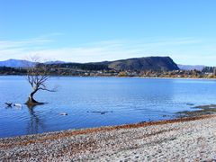 Wanaka-> the laketree