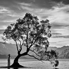 Wanaka Tree