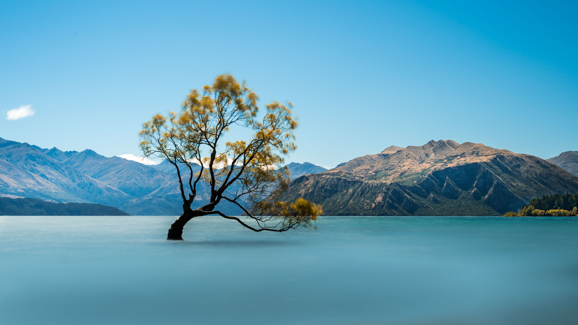 Wanaka Tree