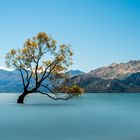 Wanaka Tree