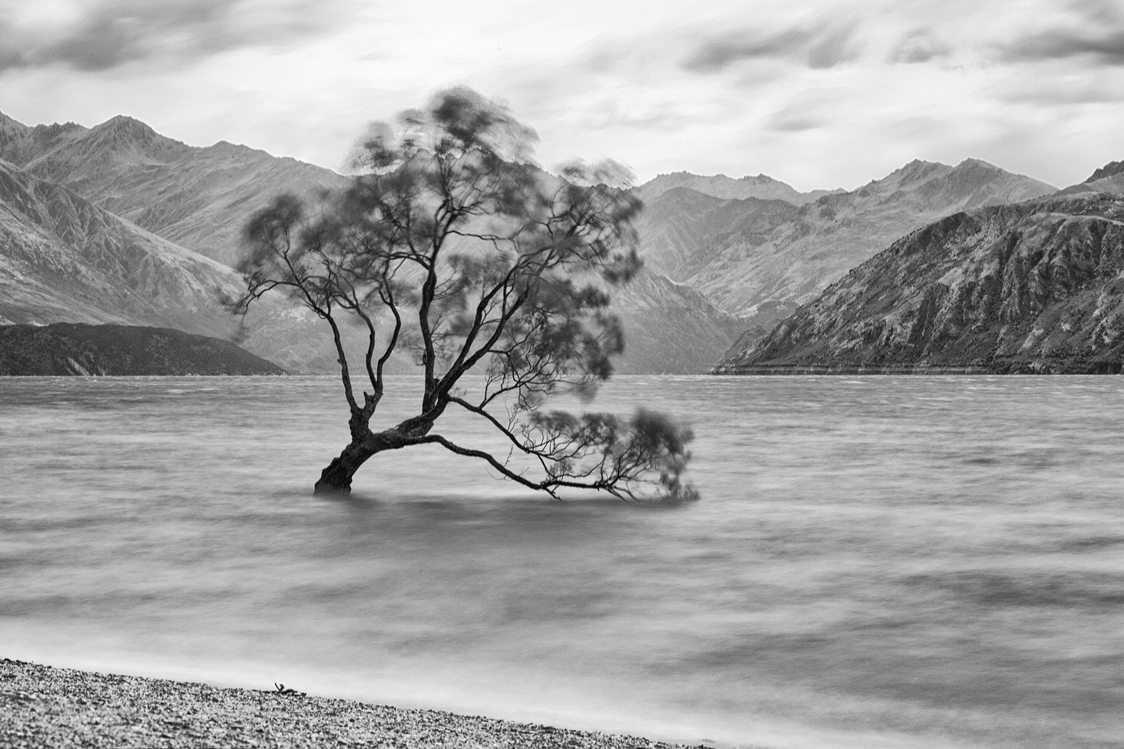 Wanaka Tree