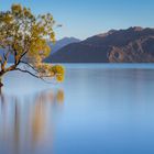 Wanaka Tree