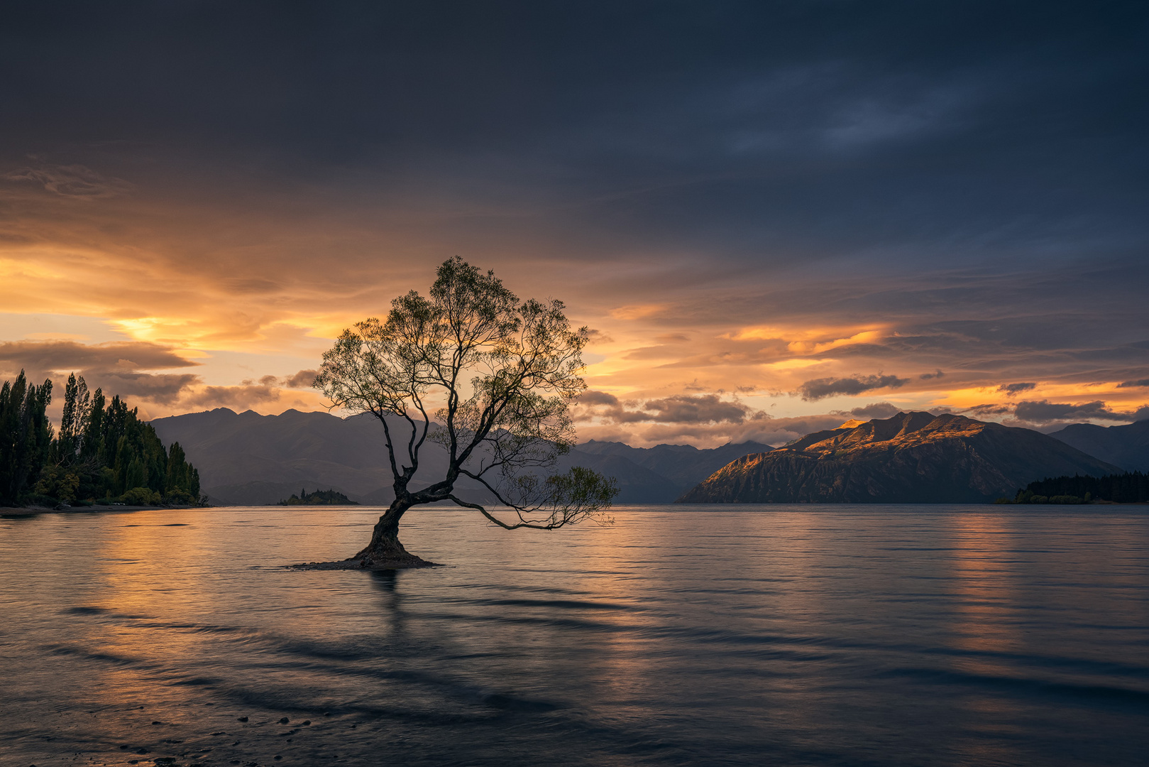 Wanaka Tree