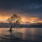 Wanaka Tree