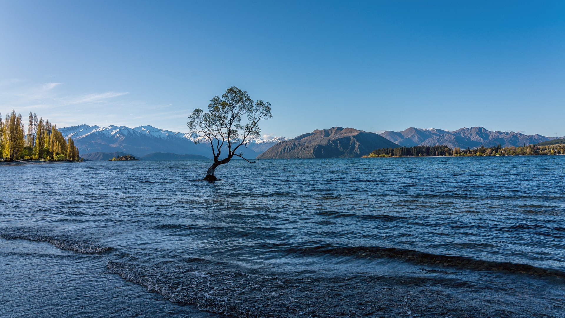 Wanaka Tree....