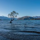 Wanaka Tree....