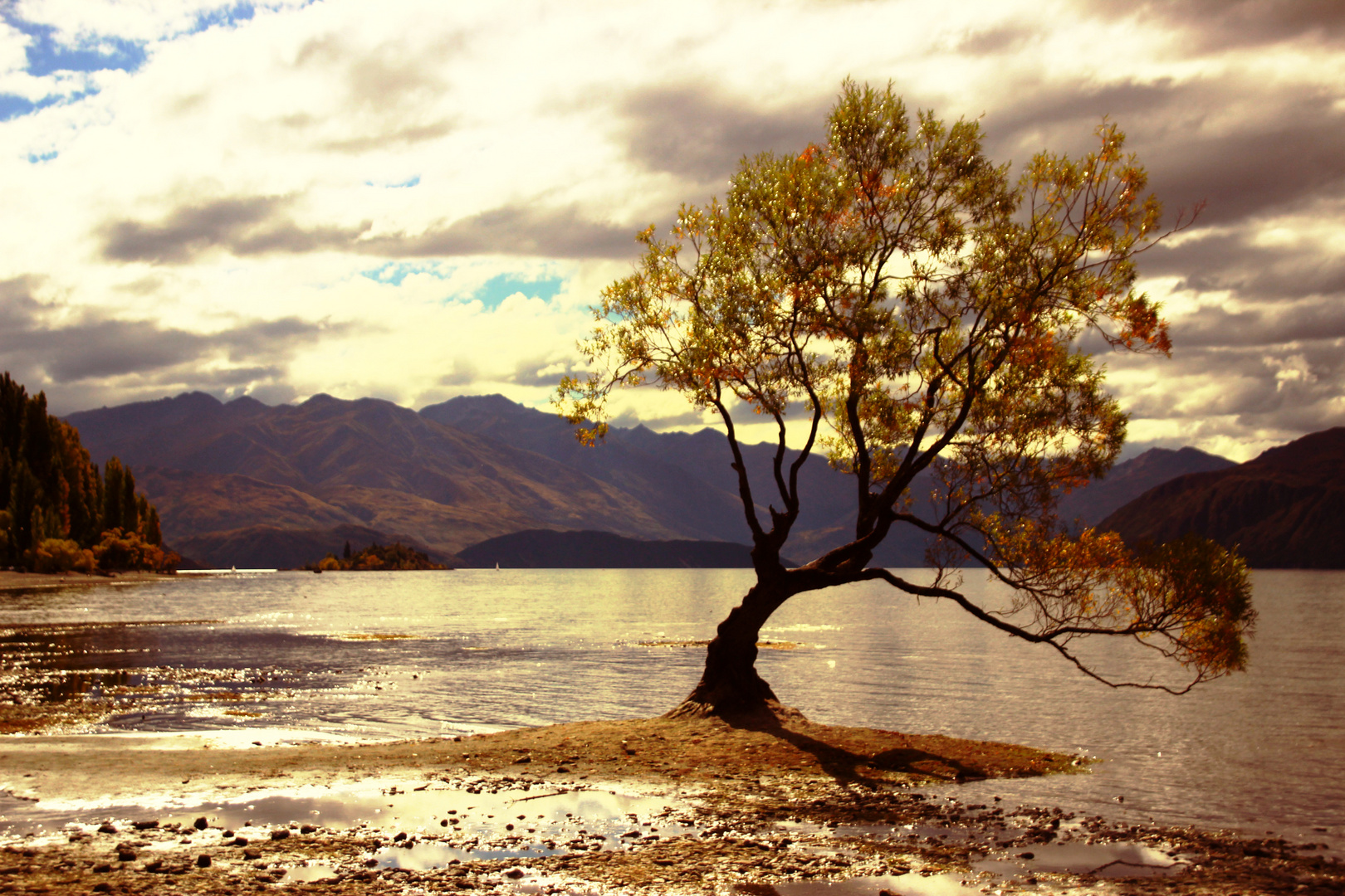 Wanaka Tree