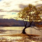 Wanaka Tree