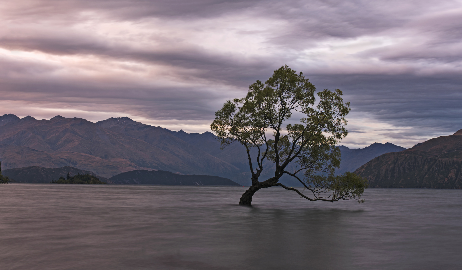 Wanaka Tree 