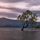 Wanaka Tree 