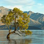 Wanaka tree