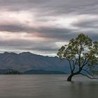 Wanaka tree