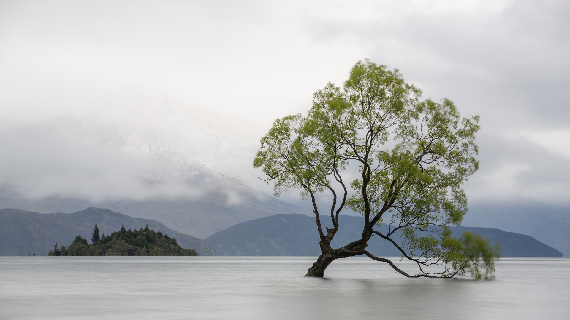 Wanaka-Tree