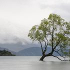 Wanaka-Tree