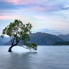 Wanaka Tree