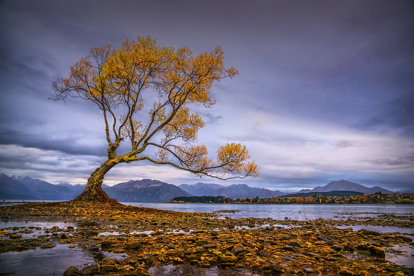 Wanaka Tree