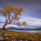 Wanaka Tree