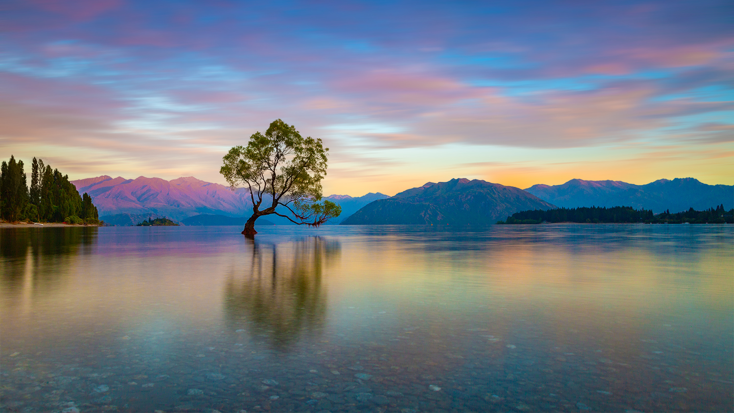 Wanaka Tree