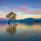 Wanaka Tree