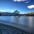 Wanaka Tree