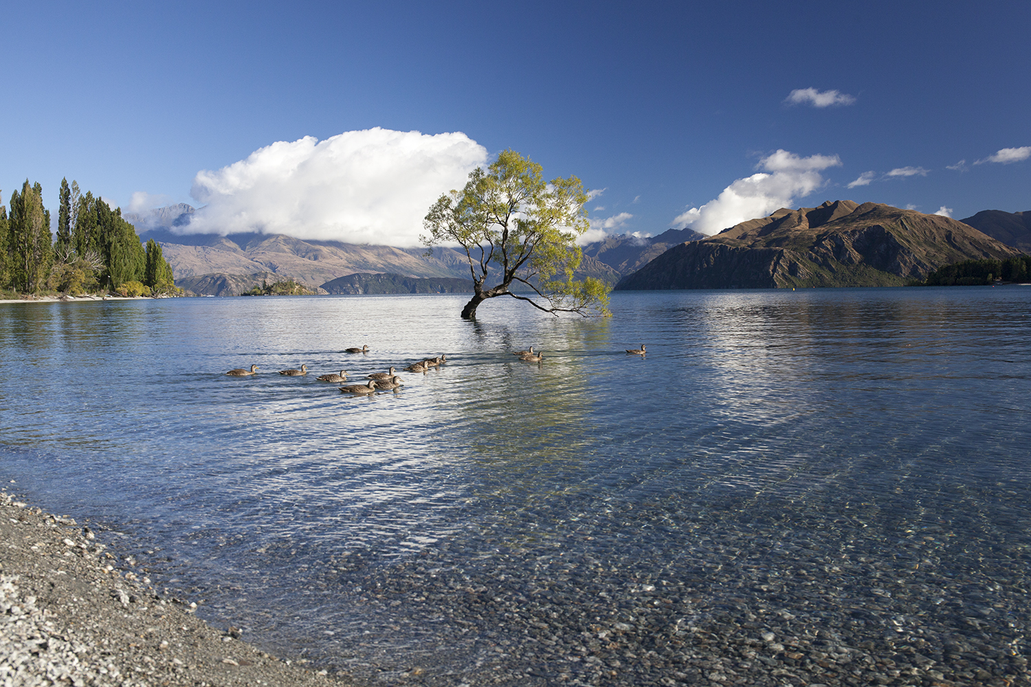 Wanaka Tree