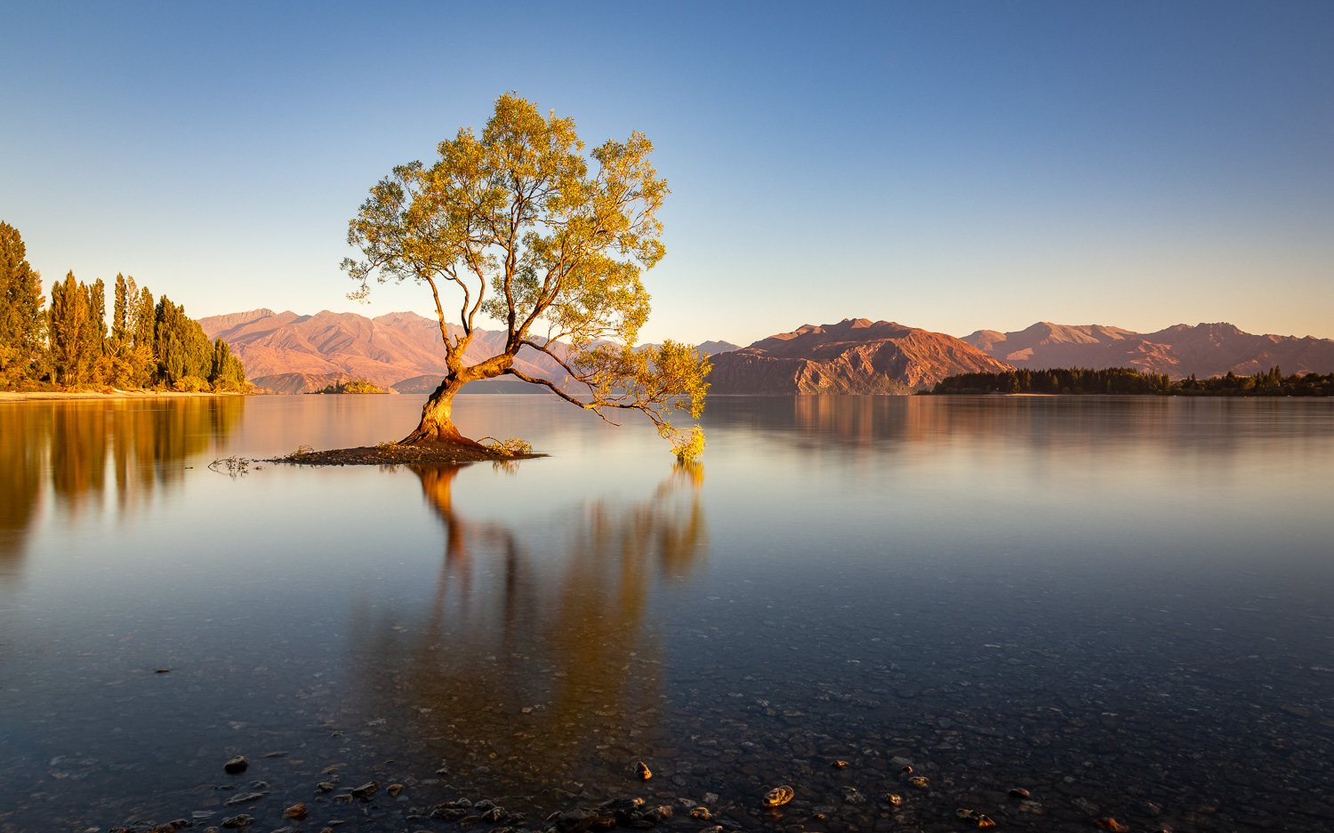 Wanaka Tree im Morgenlicht