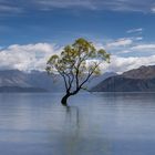 Wanaka Tree - Lake Wanaka, NZ