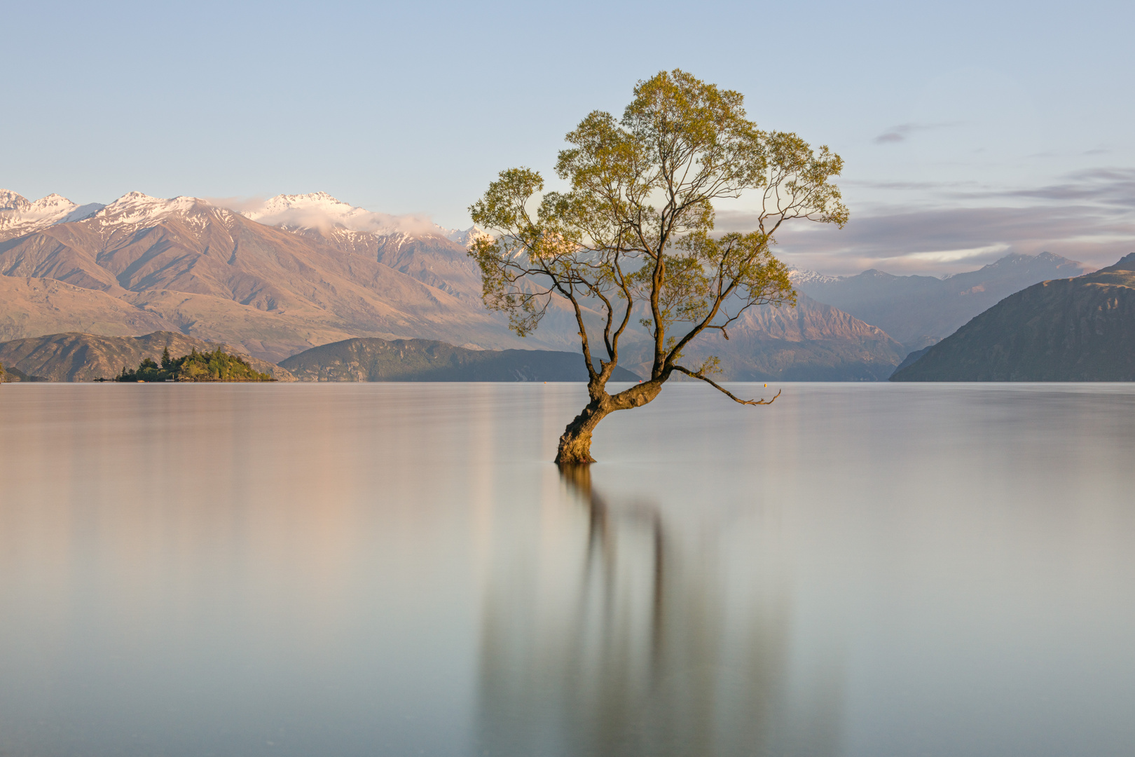 Wanaka-Tree (Neuseeland)