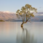 Wanaka-Tree (Neuseeland)